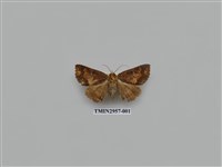 藏品(夜蛾327)的圖片